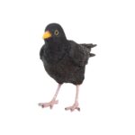 Merel (37000628