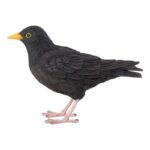 Merel (37000628