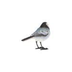 Witte kwikstaart (37000632