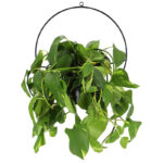 Muur plantenbak (PY147