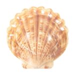 Esschert Design Papieren borden schelpenvorm set/10 (TP355