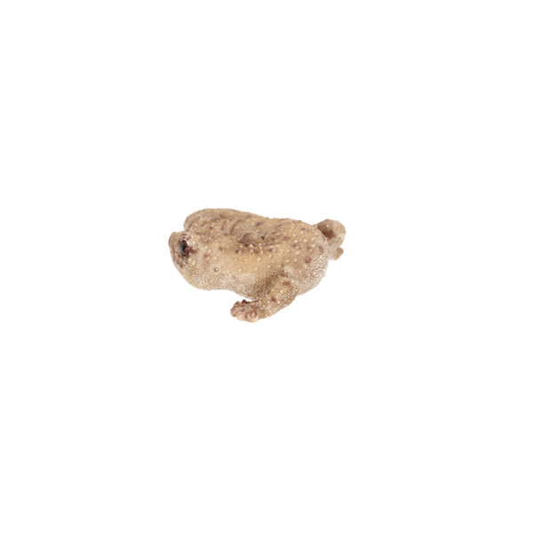 Esschert Design Lizard S (37000667 8713968379607) - 04