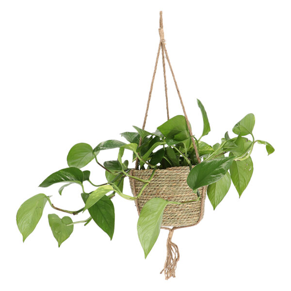 Esschert Design Indoor hanging basket ø 20 cm (BPH214 8714982289309) - 01