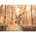 Esschert Design Cerf Sika debout L. – Image 2