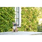 Esschert Design Franse Bulldog zittend keuze – Image 2