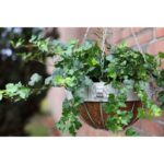 Esschert Design AM Panier suspension lion – Image 4