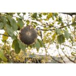 Esschert Design Gedroogde zonnebloem – Image 2