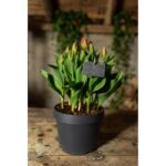 Esschert Design Leisteen plantenlabel set van vijf – Image 2