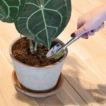 Esschert Design Kamerplanten schep – Image 3