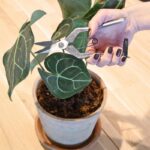 Esschert Design Kamerplanten snoeischaar – Image 2