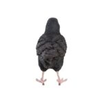 Merel (37000628