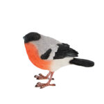 Goudvink  (37000631