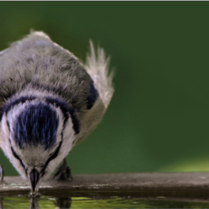 Esschert Design Desert Dream vogelbad ovaal - Afbeelding 2