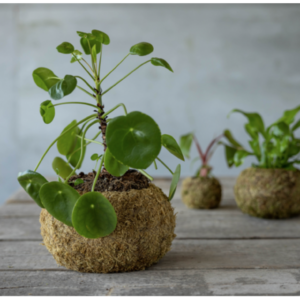 Esschert Design Kokedama bol L - Afbeelding 6