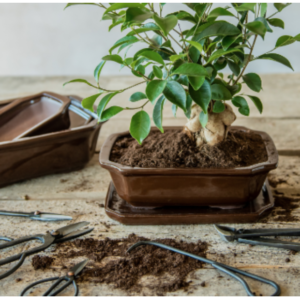 Esschert Design Bonsai schotel rechthoekig L - Afbeelding 6