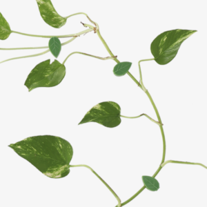 Esschert Design Blad plantenclip set van 10 stuks - Afbeelding 7