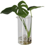 Esschert Design Berzelius bekerglas L (AGG151 8714982273629) - 2