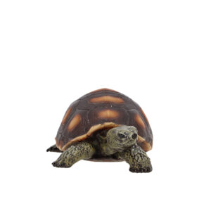Esschert Design Schildpad S (37000669 8713968379621) - 01